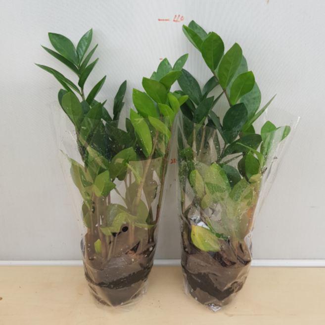 [용이네 화원] (1+1특가판매) 돈나무 금전수 초금전수 139 농원 화원