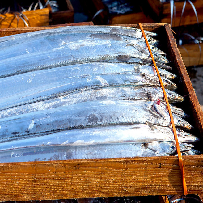 [덤증정] 농가살리기 제주 은갈치 3팩 (1팩당 270g 5토막)+제주 고등어 2팩 증정 (200g 이상), 1개