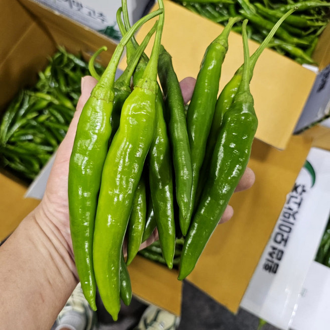 아빠농산 국내산 특품 오이맛고추 아삭이 튀김용 오이고추, 1박스, 1kg