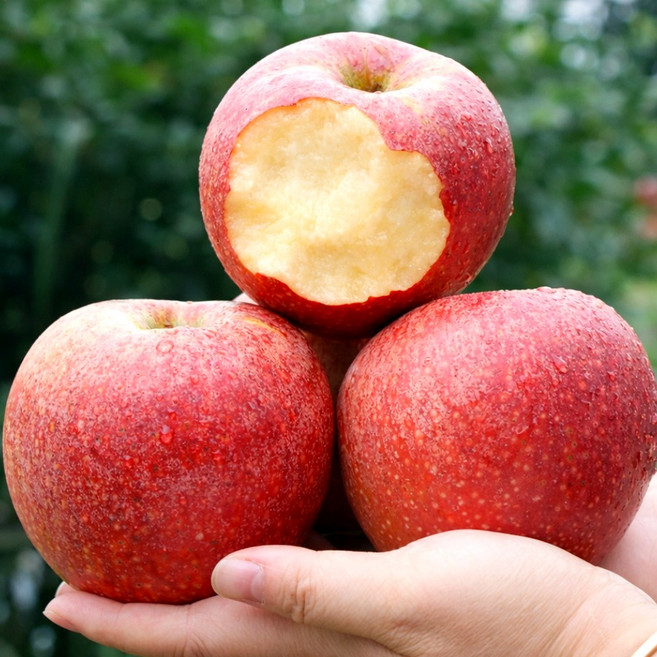 [3일간초특가] 농가직송 신선달콤 부사 사과, 1개, 5kg