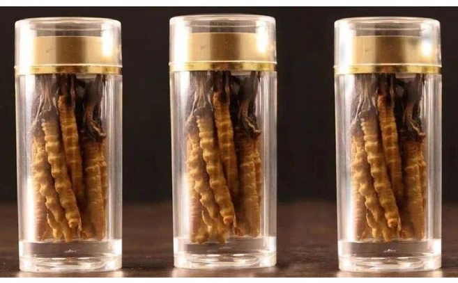 야생 동충하초 30개 - 쿠팡