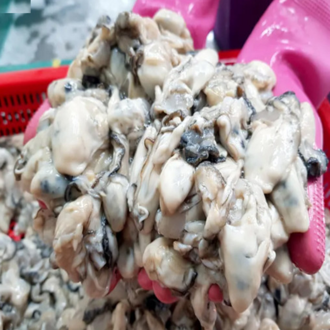 산지직송 통영 생굴 세척 굴 굴무침 굴국밥, 1개, 1kg