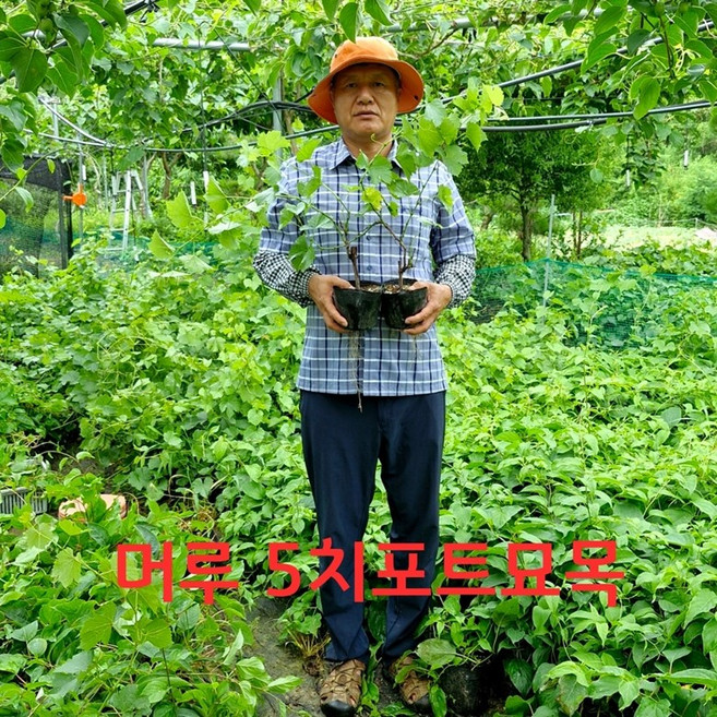 머루 나무 5치 포트 6치 포트 (결실주) 토종 야생 산머루 포도 묘목 청하다래농원, 머루나무묘목 5치포트, 1개