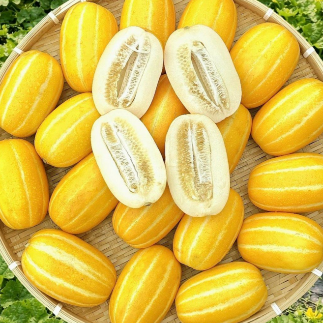 한입과득 성주참외 고당도 가정용 당일수확, 1박스, 한입꼬마 3kg