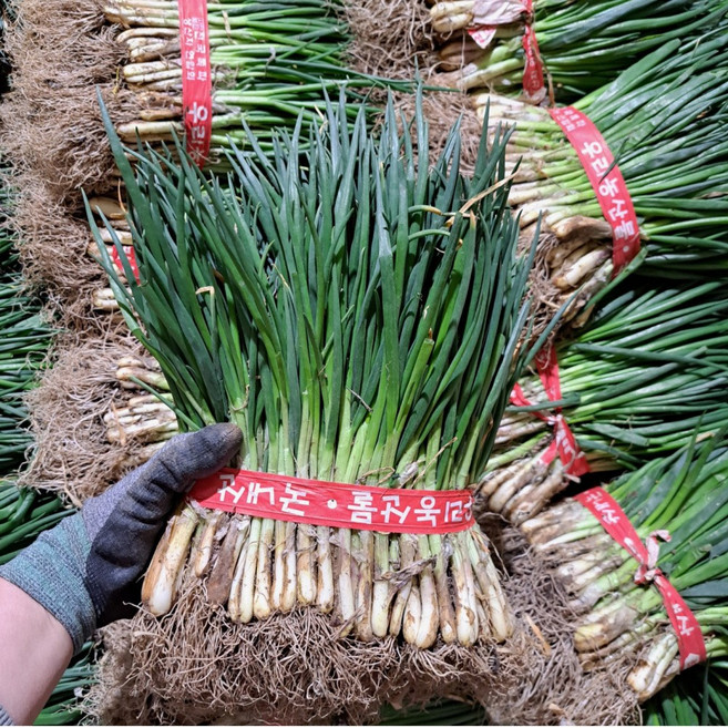 싱싱함이 살아있는 흙쪽파, 1kg, 1박스, 흙쪽파 1단(1kg)