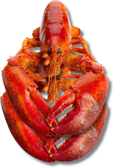 [특대 800g~1kg] 자이언트랍스터 자숙랍스터 홈쇼핑랍스터 냉동랍스터 1미당800g~1kg, 1개, 2미 약 1.7kg 내외