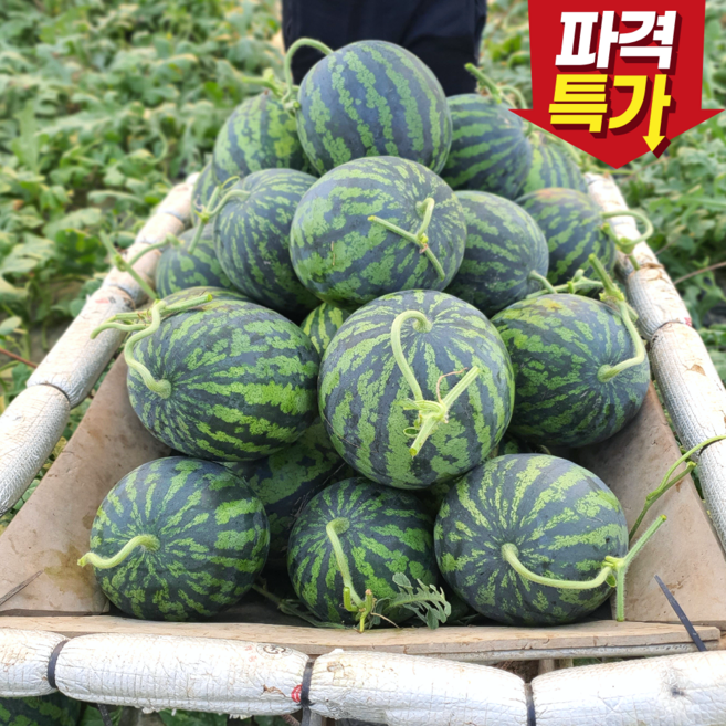 [100개 한정특가]고당도 하우스 수박 당도선별 꿀수박 우수농가 산지직송, 1개, 3kg [나혼자/커플용] 부담 없는 미니 사이즈!