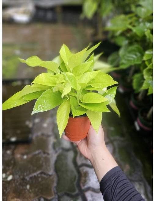 플랜츠펙토리 형광스킨답서스 소품 반려식물 공기정화식물 15-30cm 39, 1개