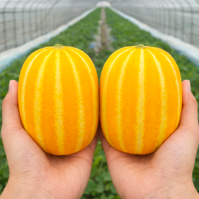 [이도농장] 성주 특산품 달콤한 꿀 참외 산지직송, 1개, 참외 2.5kg(상)