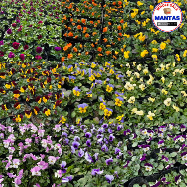 비올라 15개 4세트 60개 랜덤세트, 1개