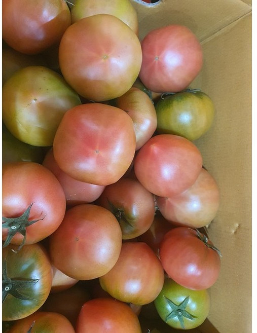 동양종 찰토마토 5kg 속꽉찬 찰토마토, 1박스, 5키로