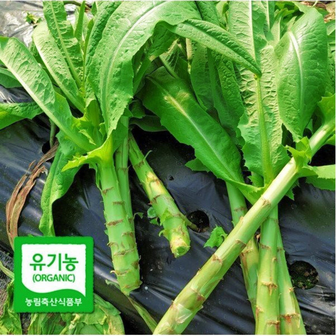 치악산 유기농 궁채 줄기상추 궁채 1kg 생물 산지발송 (손질후 1kg) 산골네, 1개