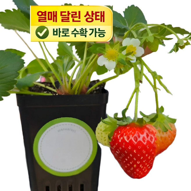 딸기 달린 딸기 키우기 세트 설향 딸기모종 화분 키트 2주안에 수확