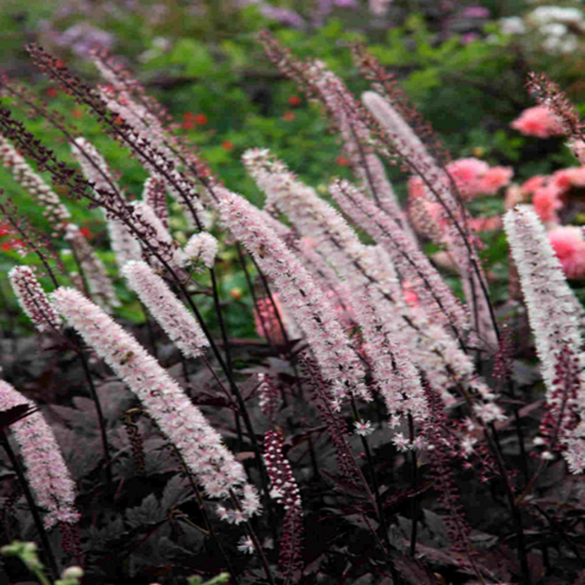 촛대승마 '핑크스파이크' [1포트] (복남이네야생화 Actaea simplex Pink Spike), 1개