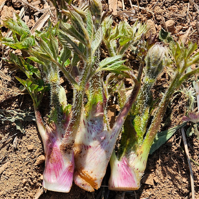 경상도 남해 땅두릅 (장아찌용) 국내산 봄나물 드룹, 1세트, 500g