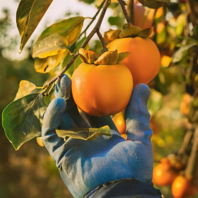 [농가직송] 진영 달달하고 아삭한 부유단감 고당도 5KG, 27과내외