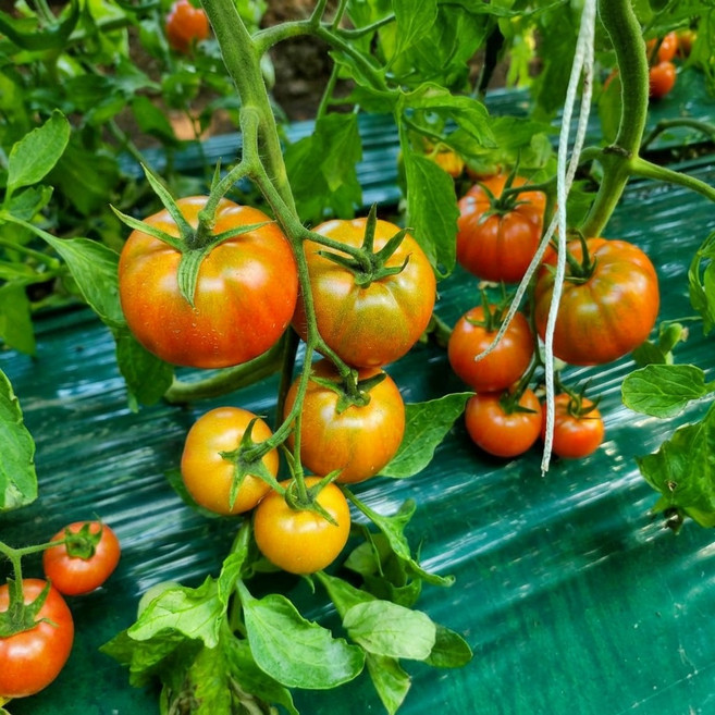 [산지직송] 부산 대저 짭짤이 토마토 단짠 아삭 제철 토마토 2.5kg, 1개, 못난이 대저 토마토(L,M,S 혼합)