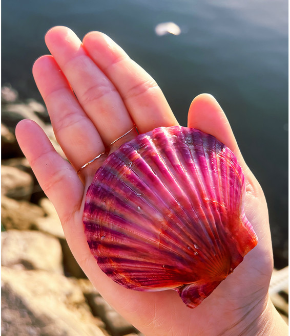 바다식탁 통영직송 제철 손세척 홍가리비 1k, 3kg, 1개