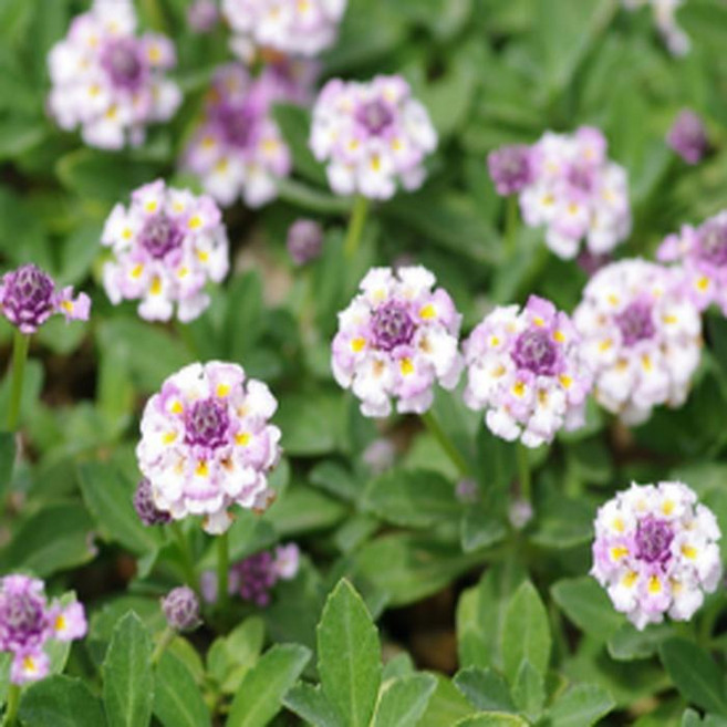 겹물망초(쿠라피아) 노지월동 야생화 모종 9cm포트-세개셋트 km290