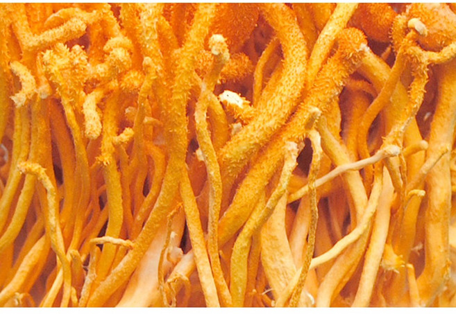 동충하초적 / 국내산 (1개), 1개