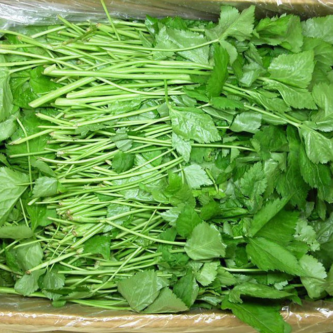 향긋한 제철 봄나물 국내산 참나물, 1개, 1kg