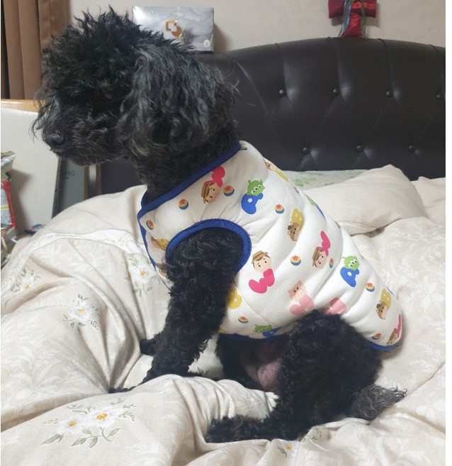 아르바니 소량재고 할인) 뽀작뽀작 강아지 겨울옷 8type 애견옷 댕댕이패딩 개옷 외출복 깔깔이, 8.실내복_알파벳 조끼, 1개