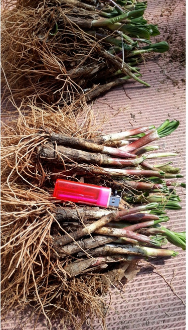 명이나물종근 / 산마늘종근 울릉도종 8년생 100주 판매 (2025년), 1개