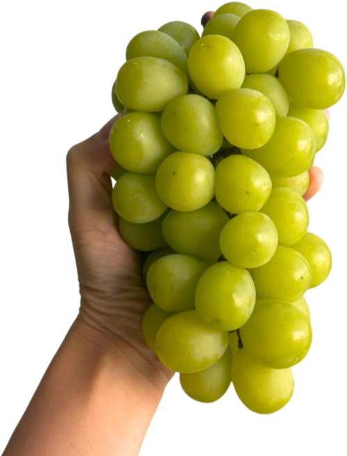당도선별 고당도 샤인머스캣, 1개, 샤인 1kg (1~2송이)