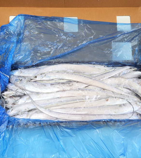 제주 선동갈치 냉동갈치 10KG 57-65미 김장용 젓갈용 식당용 은갈치 물만난제주, 1개, 선동갈치 57-65미