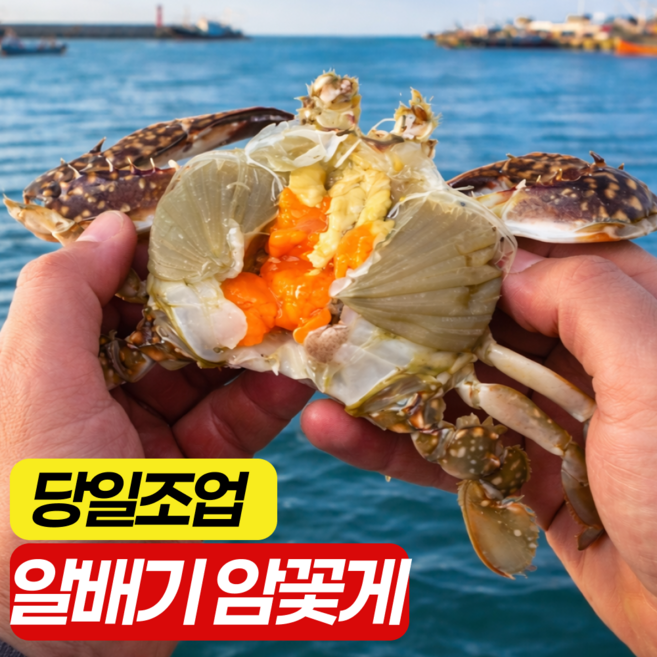 서해안 생물 제철 알배기 봄 암꽃게 활꽃게, 1박스, 5kg