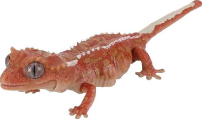 M.M小舖 BANDAI 轉蛋 扭蛋 生物大圖鑑爬蟲類DX 守宮 蜥蜴 圖鑑 可動 模型 全5款, 1個, D款/鳳頭守宮1E432