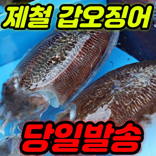 [새벽조업] 국내산 생물 활 갑오징어, 1개, (주문폭주)실속형1kg(6-8미내외)