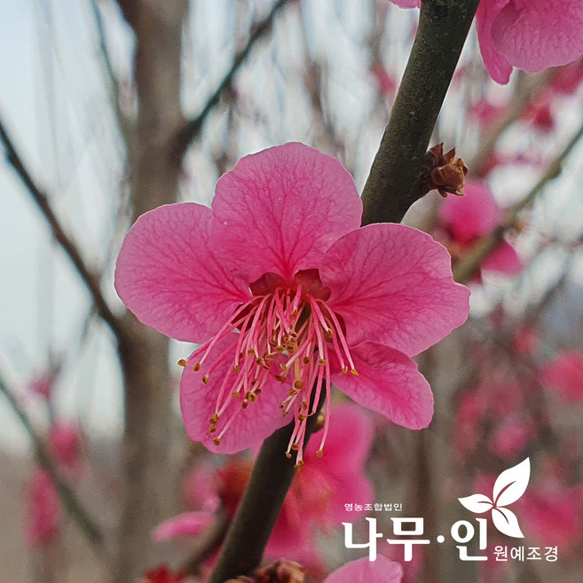 [나무인] 홍매화묘목 설중매품종 2개