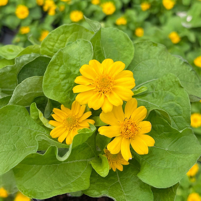 마이플랜트 멜람포디움 소형 꽃모종 야생화, 3개