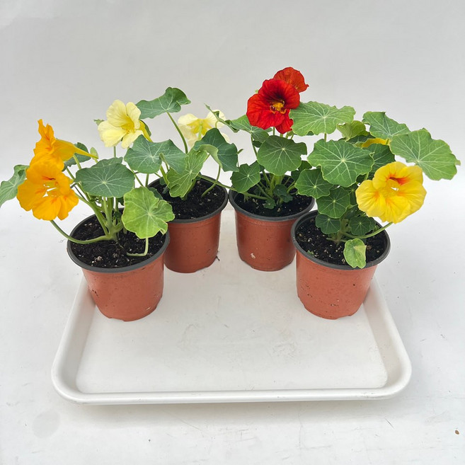 한련화 색상랜덤 소품 4개발송 꽃 월동가능 다이노플라워, 1세트, 랜덤