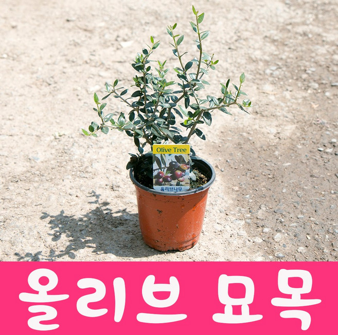 소울라인 올리브묘목 열매나무 공기정화식물 반려식물, 올리브묘목(10cm), 1개