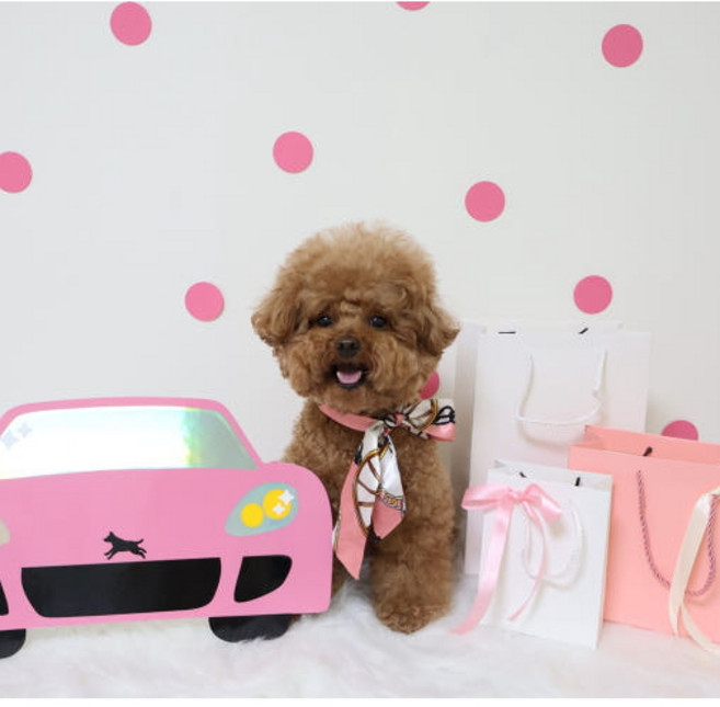 강아지사진 소품 애견포토존 반려동물포토부스 셀프촬영 재벌컨셉 부자 공주 쇼핑 콩이야놀자, 1개