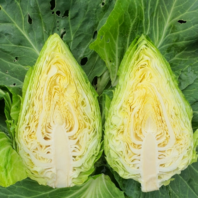 제주 꼬깔양배추, 1개, 5kg