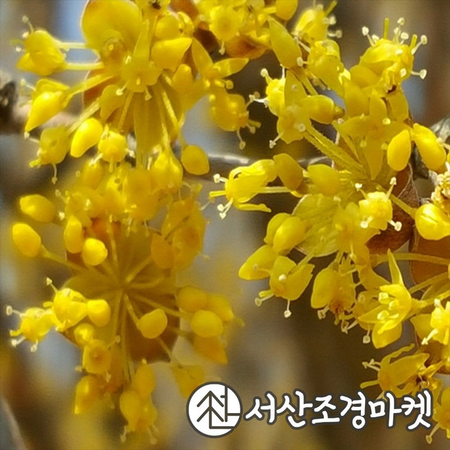 산수유 묘목 실생1년생 나무 서산조경마켓, 5개