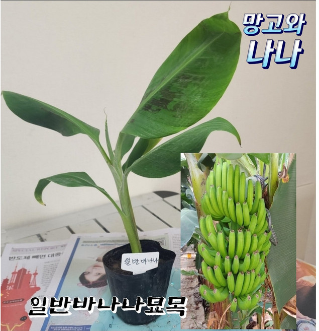 일반바나나묘목1포트, 1개