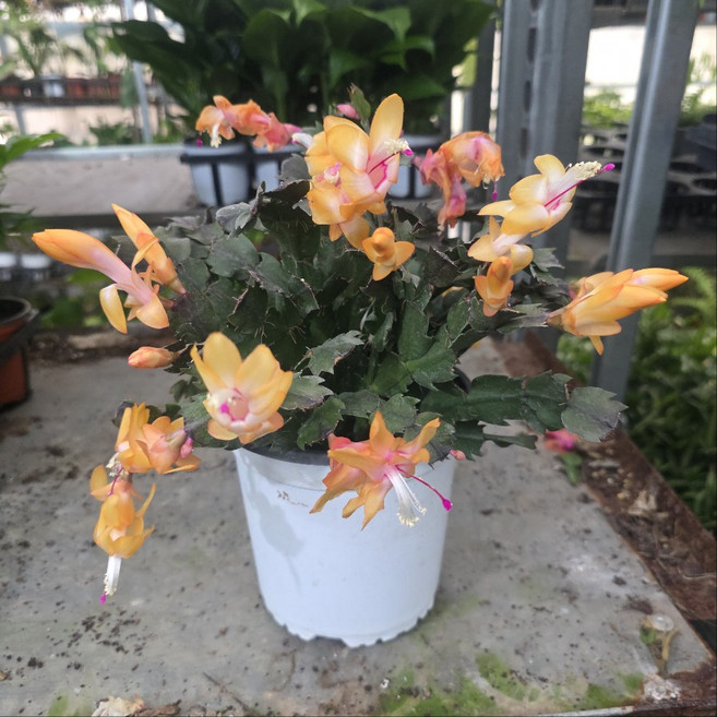 황금게발선인장, 1개, 황금색