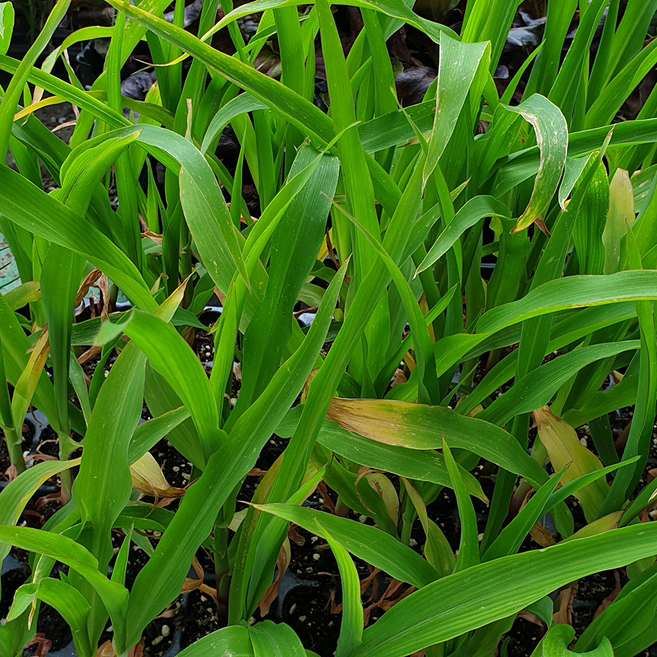 안산 플라워마트 찰옥수수모종 5개