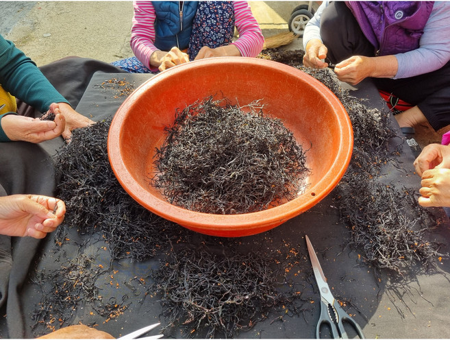 강원도 고성 지누아리 지눙아리 바다해초 바다나물 강릉 소울푸드 향토음식 말린지누아리 건조지누아리 70g, 1개