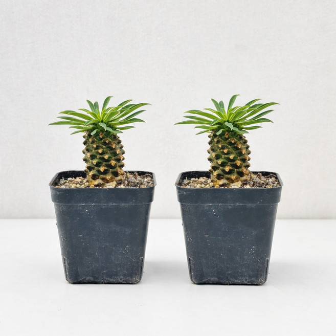 직접생산한 튼실한 괴마옥, 2개