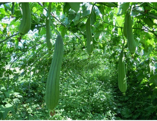 수세미씨앗 100립/수세미열매씨앗/수세미 국내채종종자, 1개