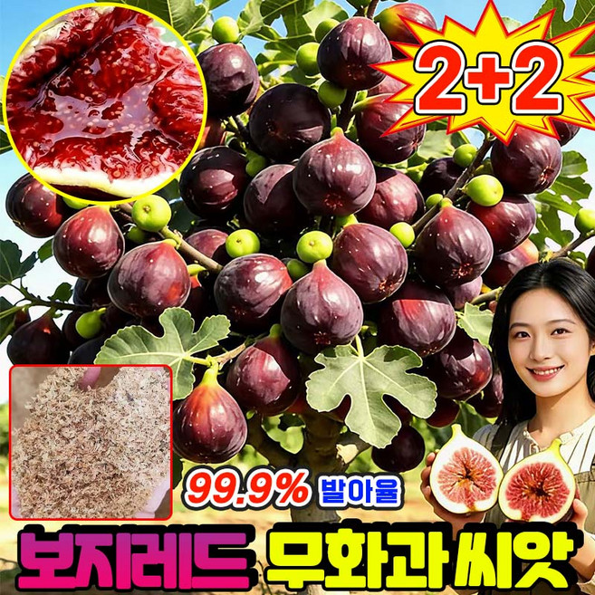 [초보자도OK!] 보지레드 무화과 씨앗 무화과 묘목 신품종 키우기 쉽고 추위에 강한 리톱스 씨앗 Qinchunge, 400개