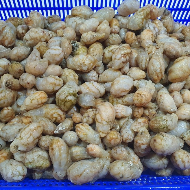 당일조업 진동 오만둥이 생물, 1박스, 횟감용 1kg