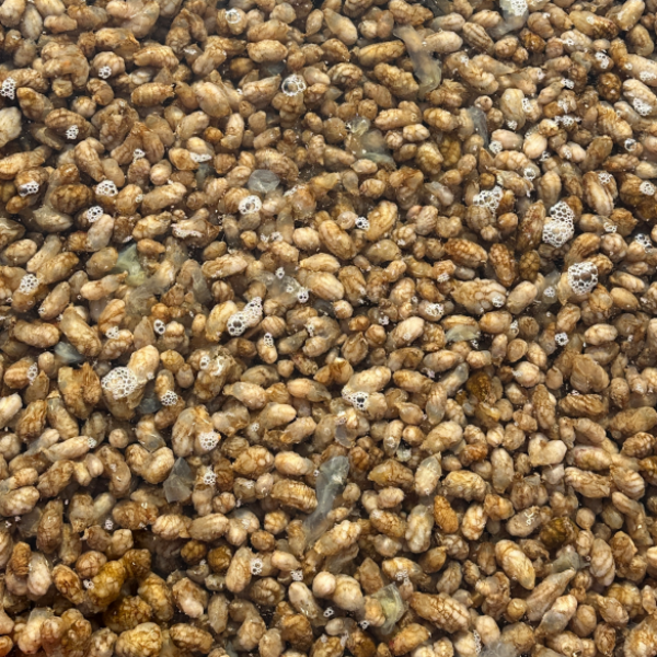 마산 진동 생물 오만둥이 10kg 세척 오만디 미더덕, 1