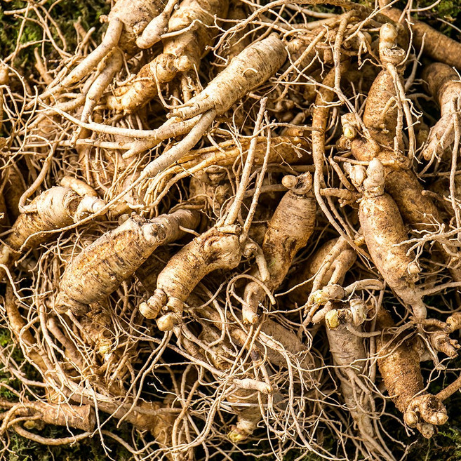 정성껏 재배한 농가인삼.믿을수있는수삼.(꼼꼼한검수 세척한 인삼.세척)진공포장은덤 다양한 크기의 폭넓은 선택사항, 1개, 04-1/비세척-다림전용 난발삼