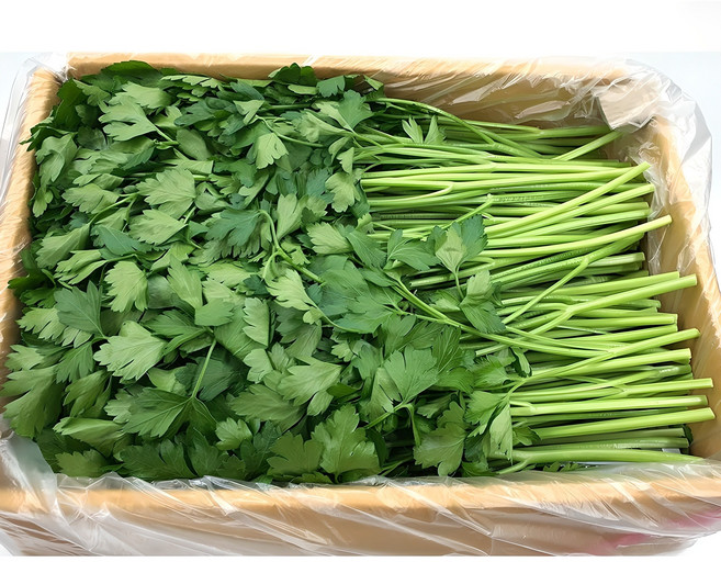 야채왕 이태리 파슬리 박스 ( 1.8kg ~ 2kg ) 향나물, 1개